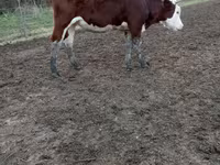 بقرة, Simmental cattle — الصورة 1
