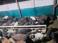 मेढ़ा, भेड़ — फ़ोटो 2