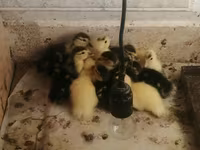 Ducks — photo 1