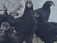 Chickens — Foto 8