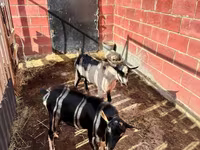 Ziegenbock, Alpine goat — Foto 4