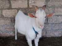 Cabra, Cabras — foto 2