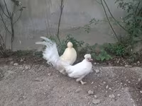 Japanese Bantam — photo 1