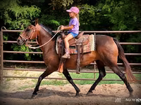 Stute, Quarter Horse — Foto 3