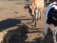 بقرة, Simmental cattle — الصورة 3
