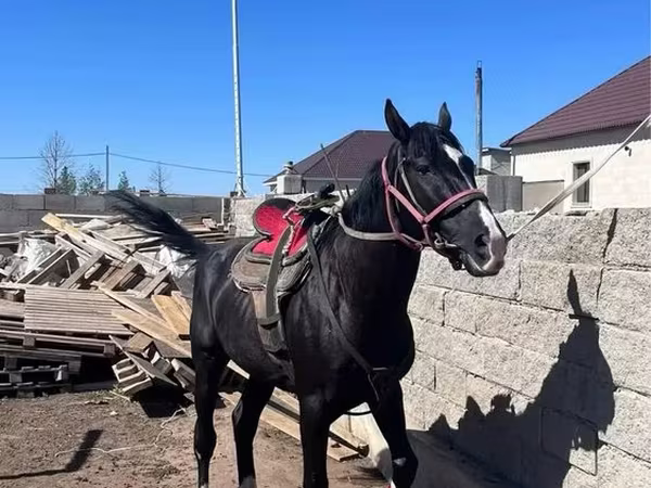 Caballo, Kazakh horse