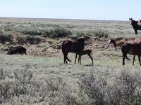 Stute, Kazakh horse — Foto 5