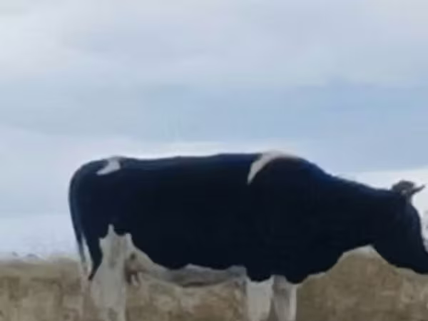Kuh, Russian Black pied cattle