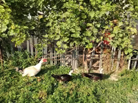Turkeys — Foto 4