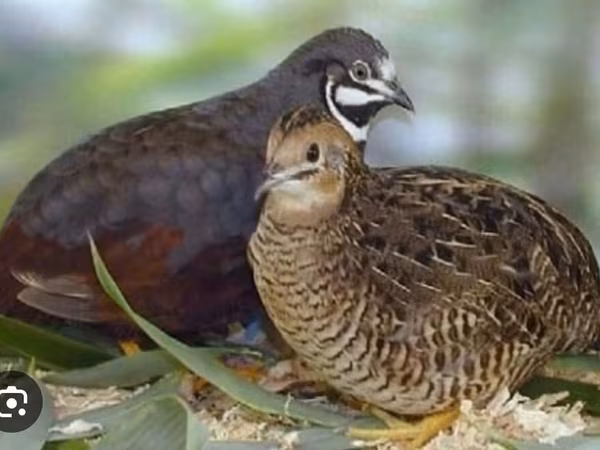 King Quail