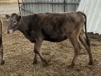 Bull, Cattle — photo 4
