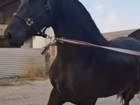 母马, Friesian — 照片 4