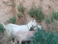 عنزة, Saanen goat — الصورة 1