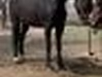 Mare, Orlov Trotter — photo 5
