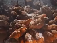 Chickens — photo 4