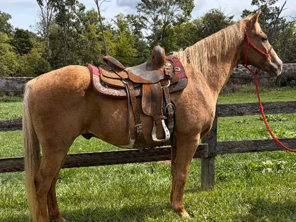 Horse (M), Quarter Horse
