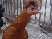 Chickens — photo 1