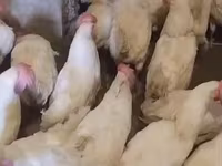 Leghorn — Foto 6