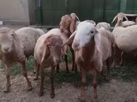 Ram, Rhon sheep — photo 2