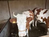 Kuh, Latvian Blue cattle — Foto 8