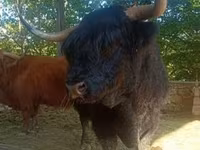 Toro, Highland — foto 3