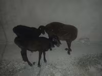 Sheep, Karakul sheep — photo 2