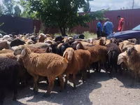 Carnero, Ovejas — foto 5
