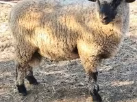 Carnero, Shroshire sheep — foto 3