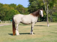 Mare, Skyros Pony — photo 3