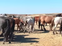 Caballo, Mugalzhar horse — foto 6