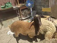 Oveja, Ovejas — foto 7