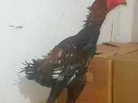 دجاج شمو — الصورة 2