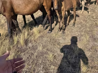 Yegua, Kazakh horse — foto 4