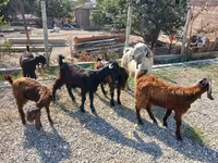 Billy Goat, Goats — photo 8