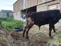 Toro, Simmental cattle — foto 6