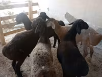 Ram, Sheep — photo 3