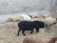 母羊, Sheep — 照片 4