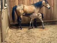 فرس, Black Sea breed — الصورة 6