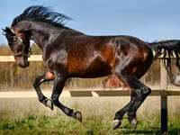 فرس, Horse breed — الصورة 5