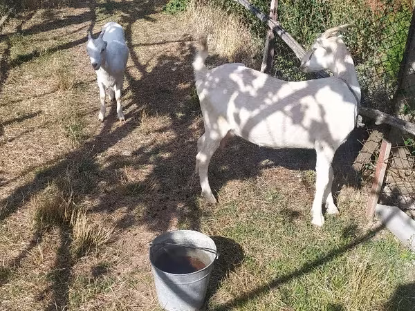Коза, Ламанча коза