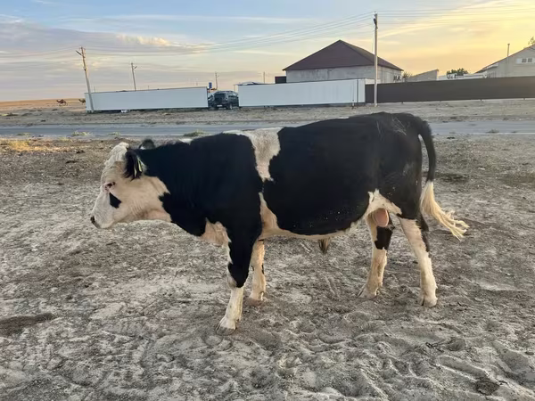 Bull, Russian Black pied cattle