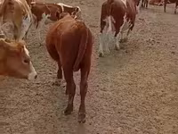 ثور, الماشية — الصورة 4