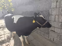 Kuh, Russian Black pied cattle — Foto 3
