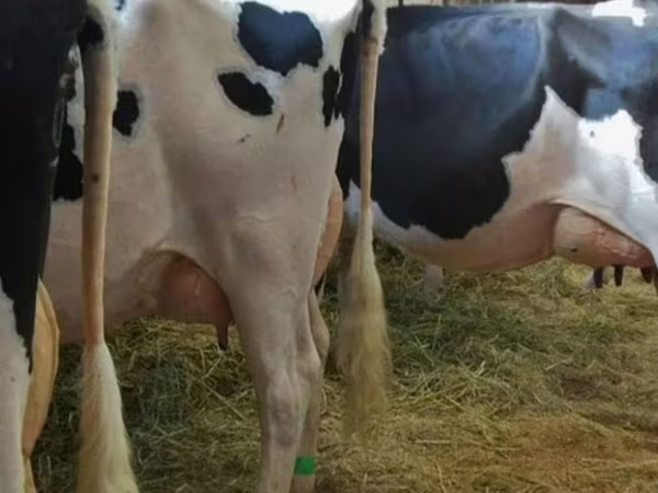 Cow, Russian Black pied cattle