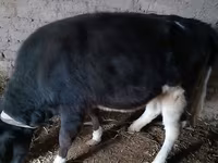 КРС (партия, пол не указан), Чёрно-пёстрая корова — фото 4