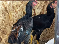 Chickens — photo 7