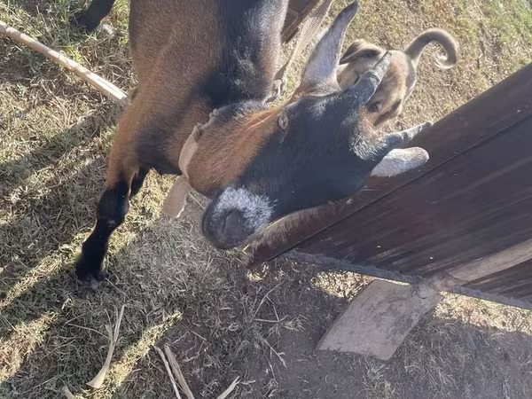 عنزة, Alpine goat