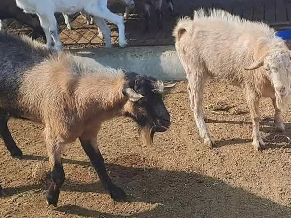 Ziegenbock, Saanen goat