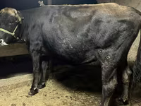 Vaca, Swiss cattle — foto 1