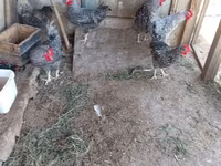 Slovenian Barred Hen — photo 8
